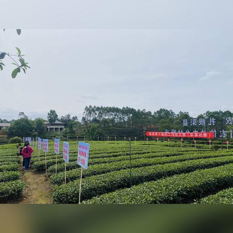(行业巅峰是什么意思)探寻巅峰十强：揭秘行业领先企业的成功之路及秘诀